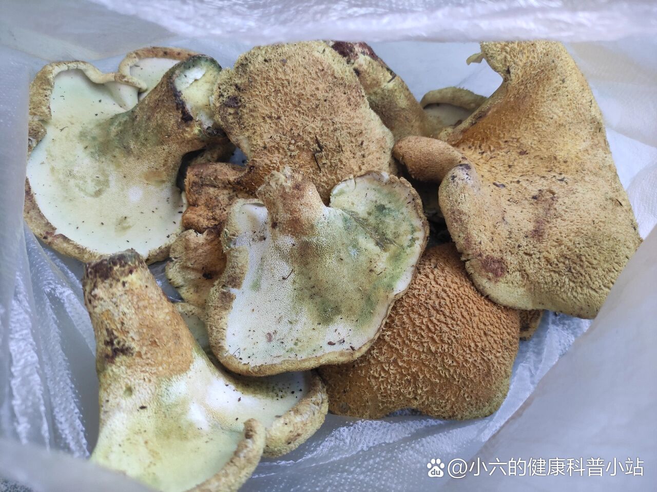 黄虎掌菌,又名牛肚菌,牛舌菌