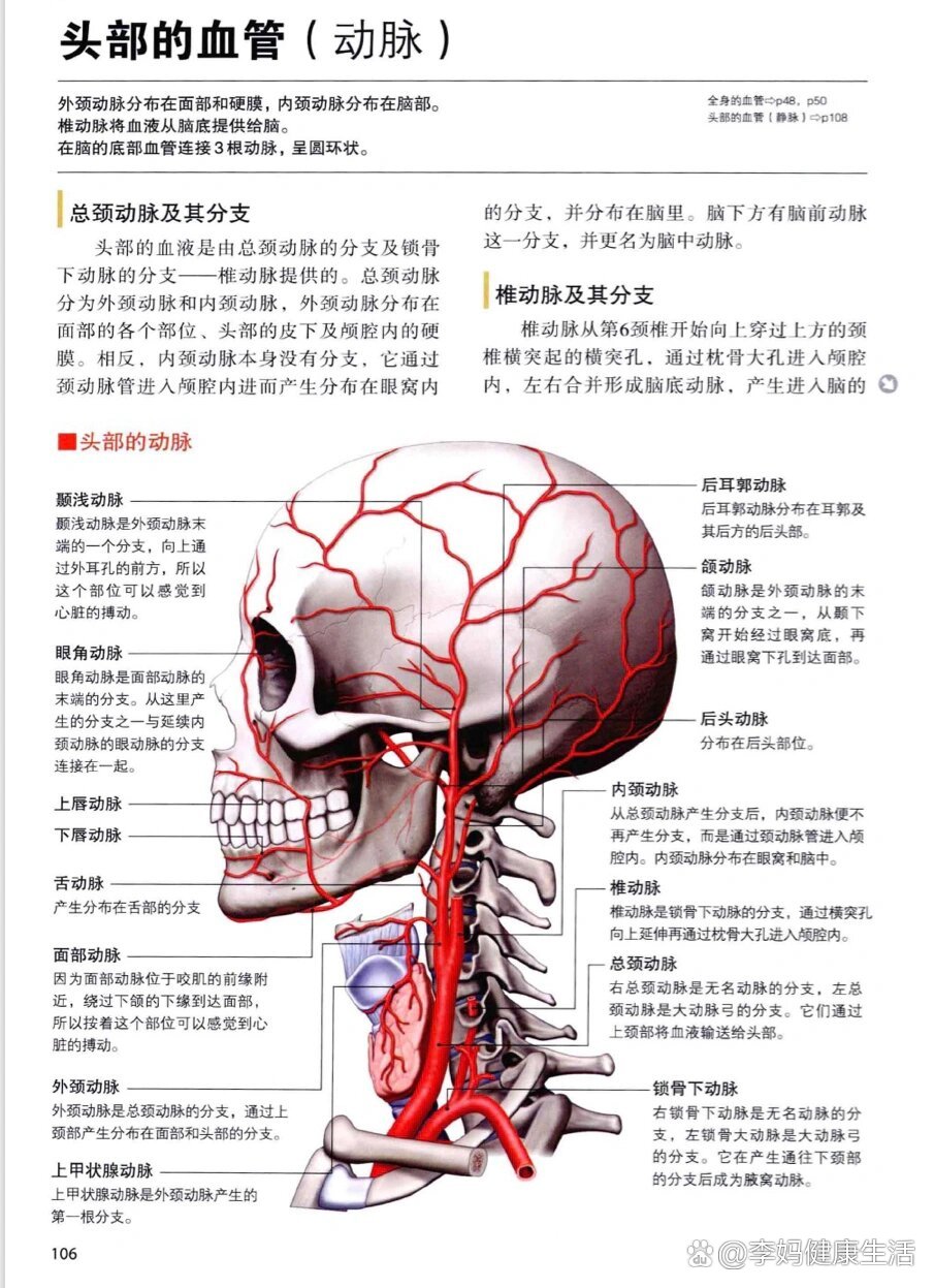 解剖学