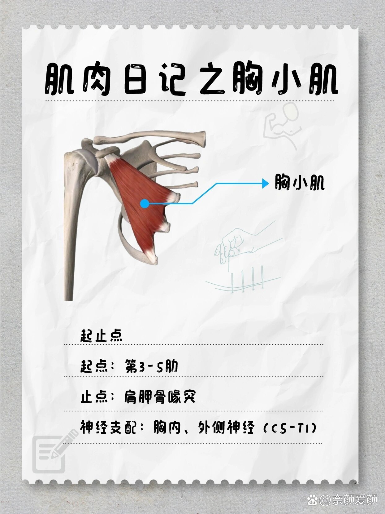 胸小肌起止点图片