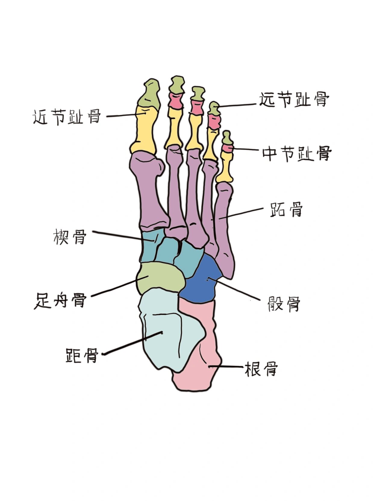 719915学习笔记‖足部骨骼图