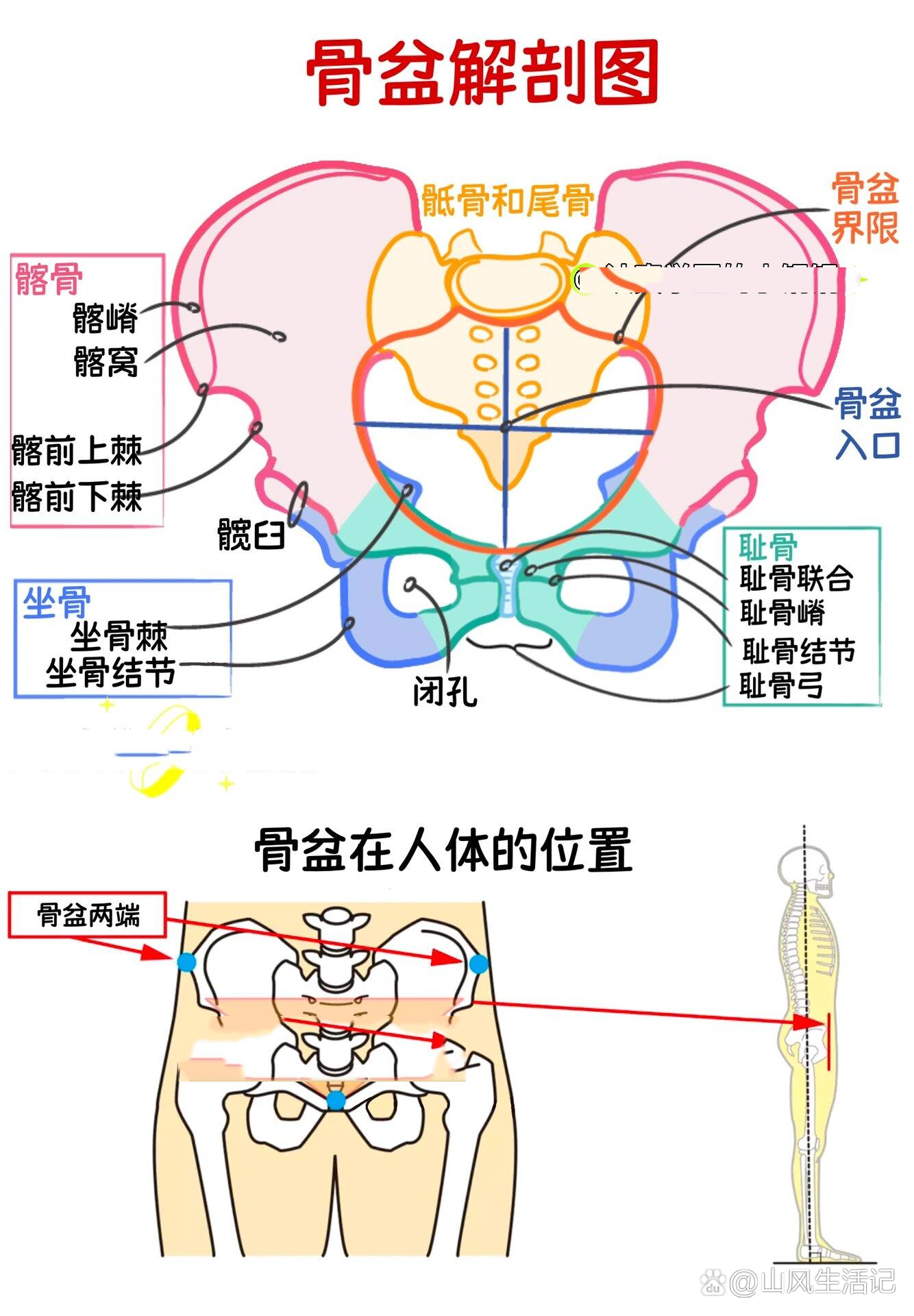 骨盆闭孔斜位图片