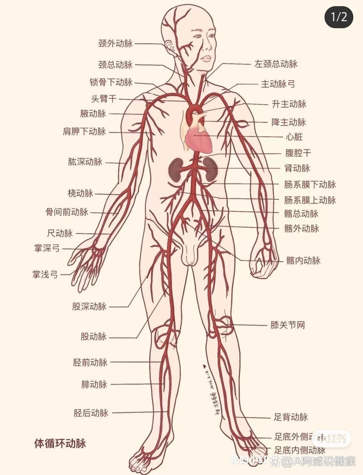 脉管管壁组织结构图图片