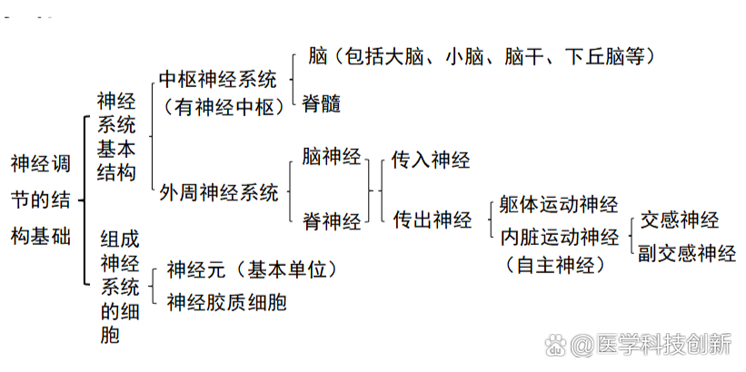 【知识清单】神经调节的结构基础