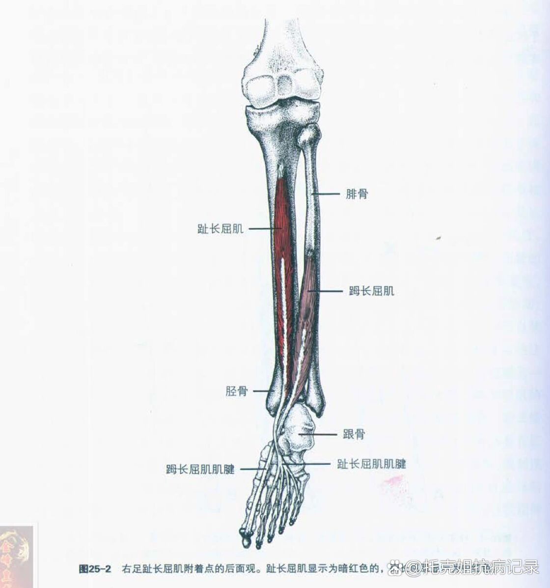 足拇长屈肌解剖图片