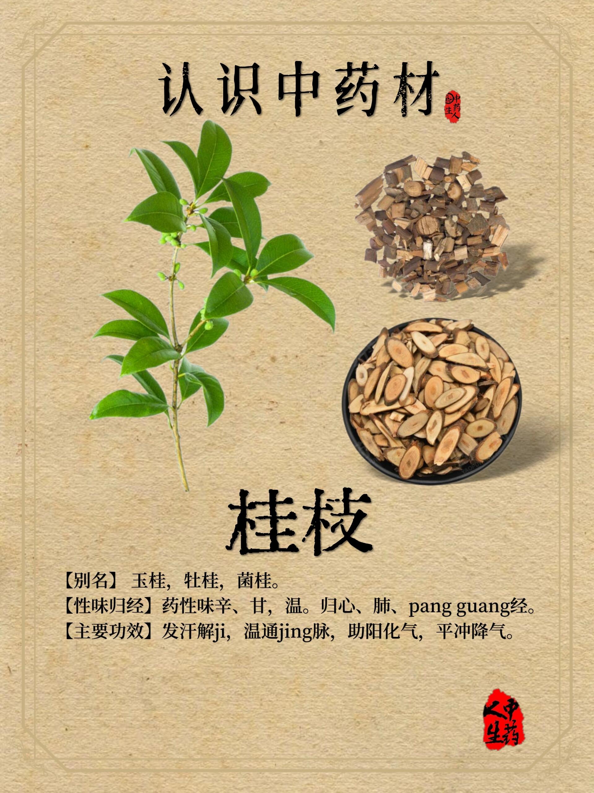  p>中药材—【桂枝】 br>91【中药名】桂枝  br>91【产地】主产于