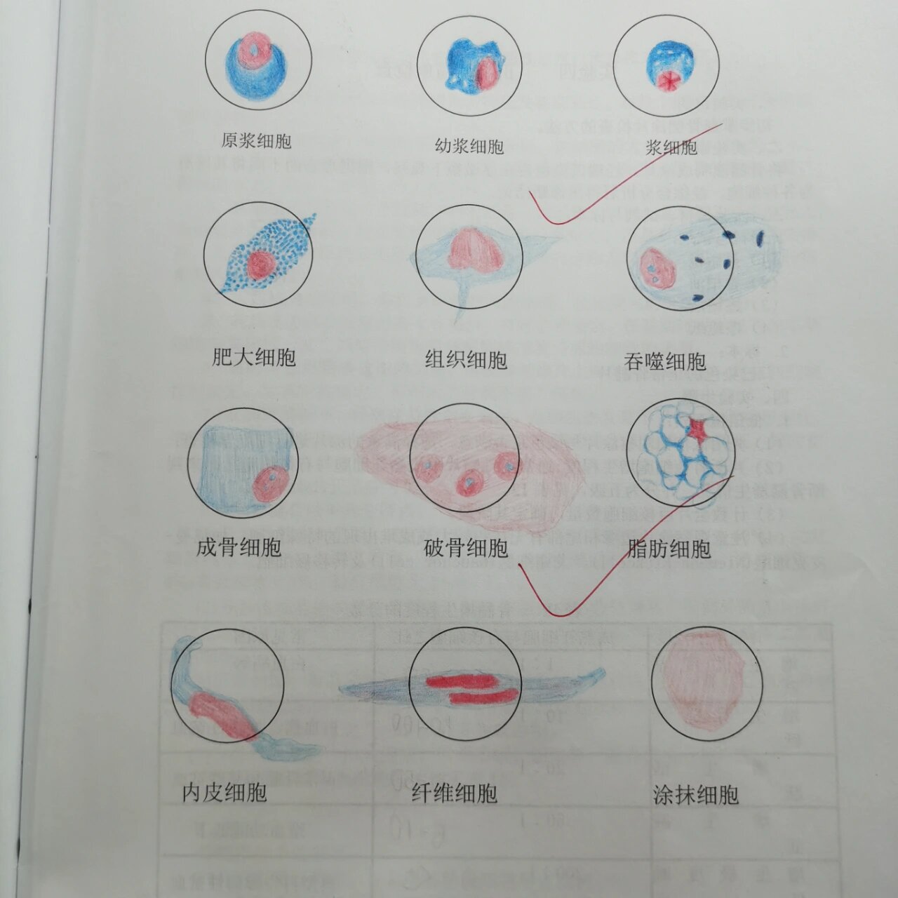 多核巨细胞红蓝铅笔图片