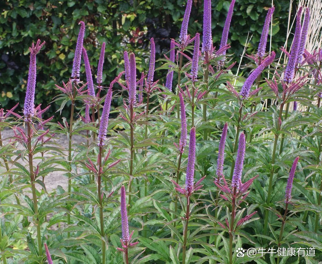 奥多夫喜欢用的神仙花卉——草本威灵仙