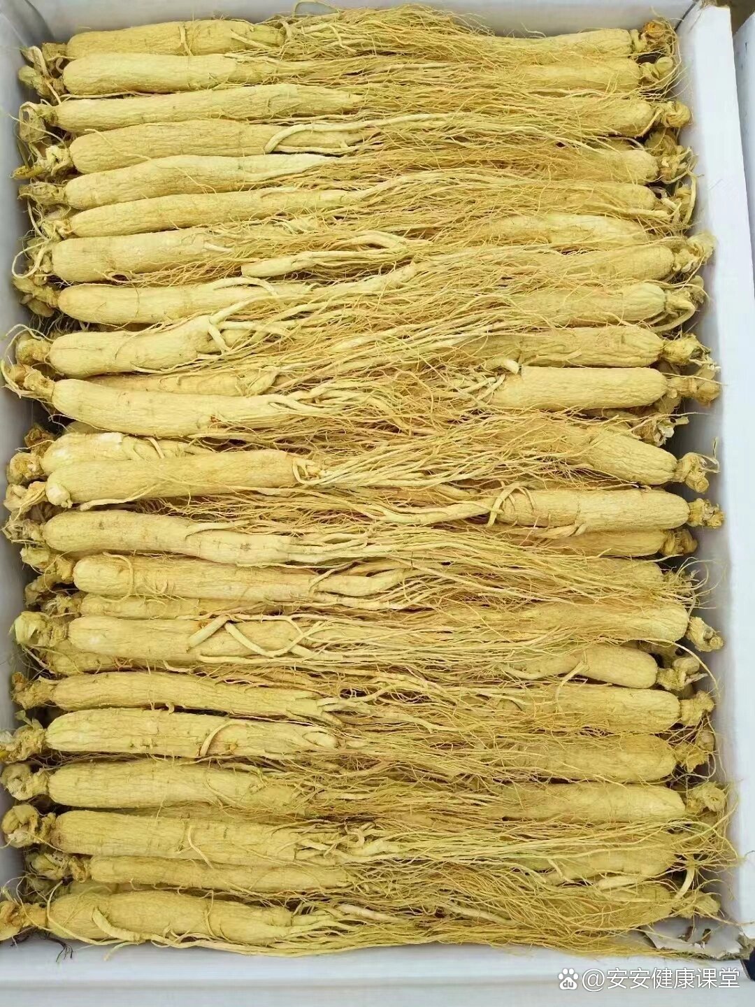 白参的功效与作用:大补元气,补脾益肺,安神增智