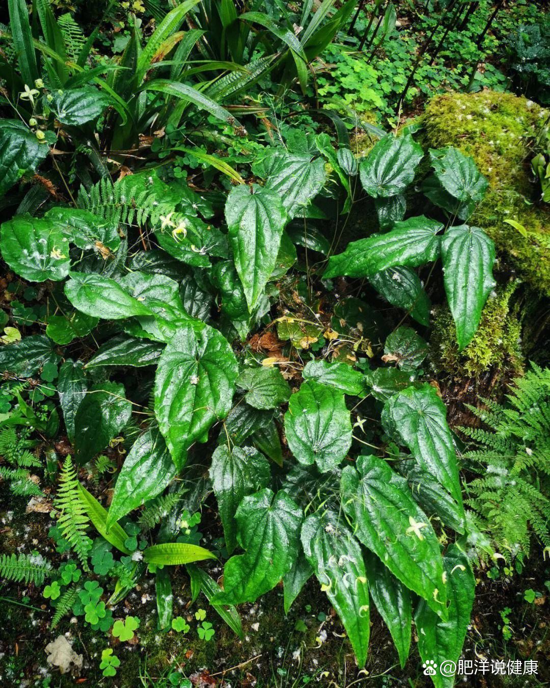 淫羊藿,一种神奇的草本植物