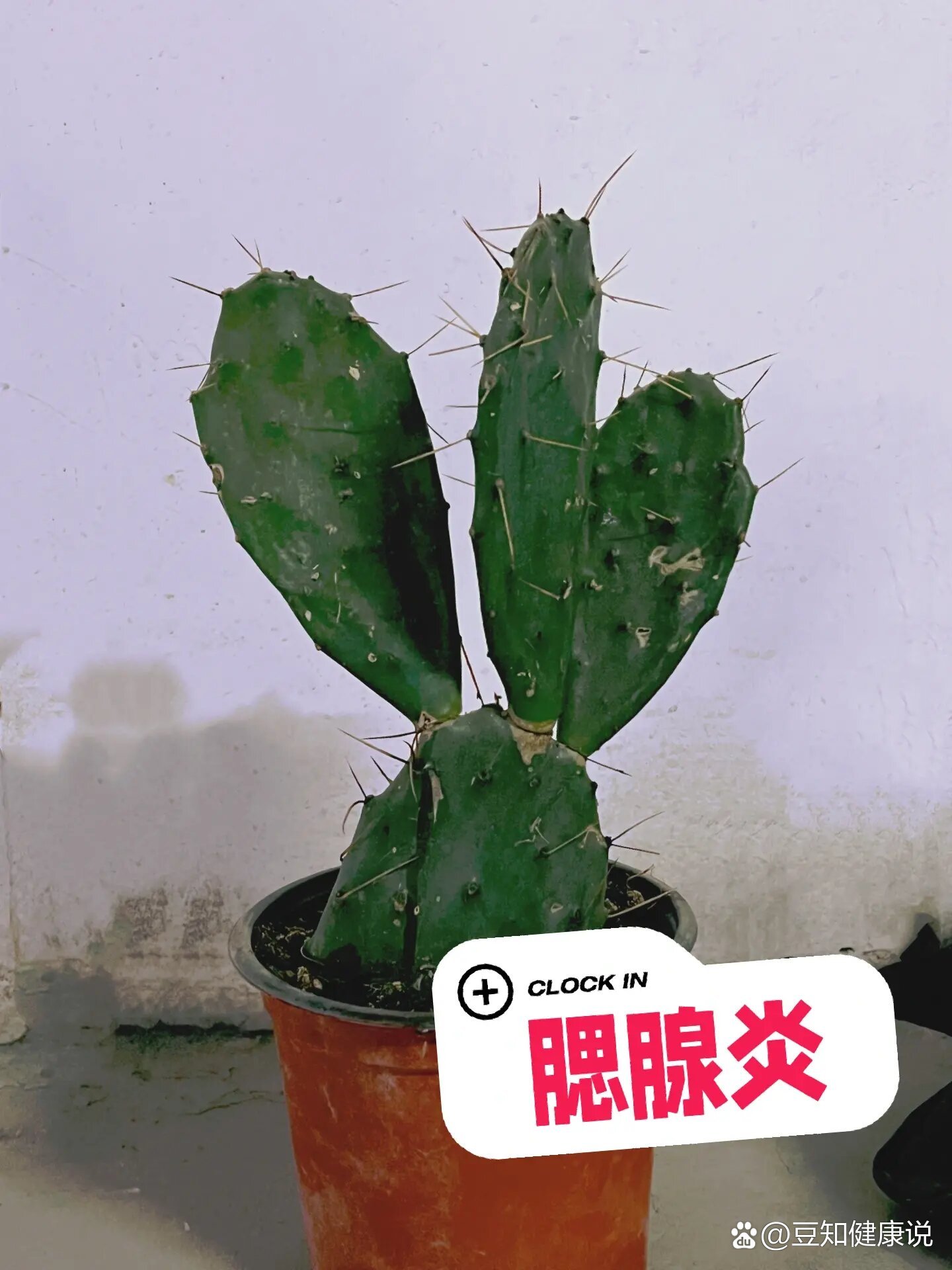 仙人掌居然可以治疗腮腺炎