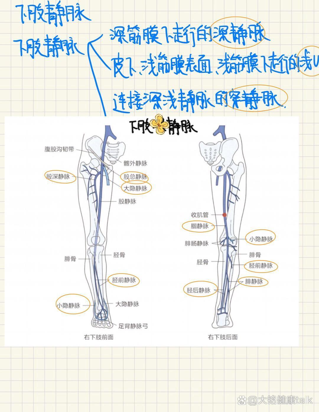 奇静脉弓下缘图片