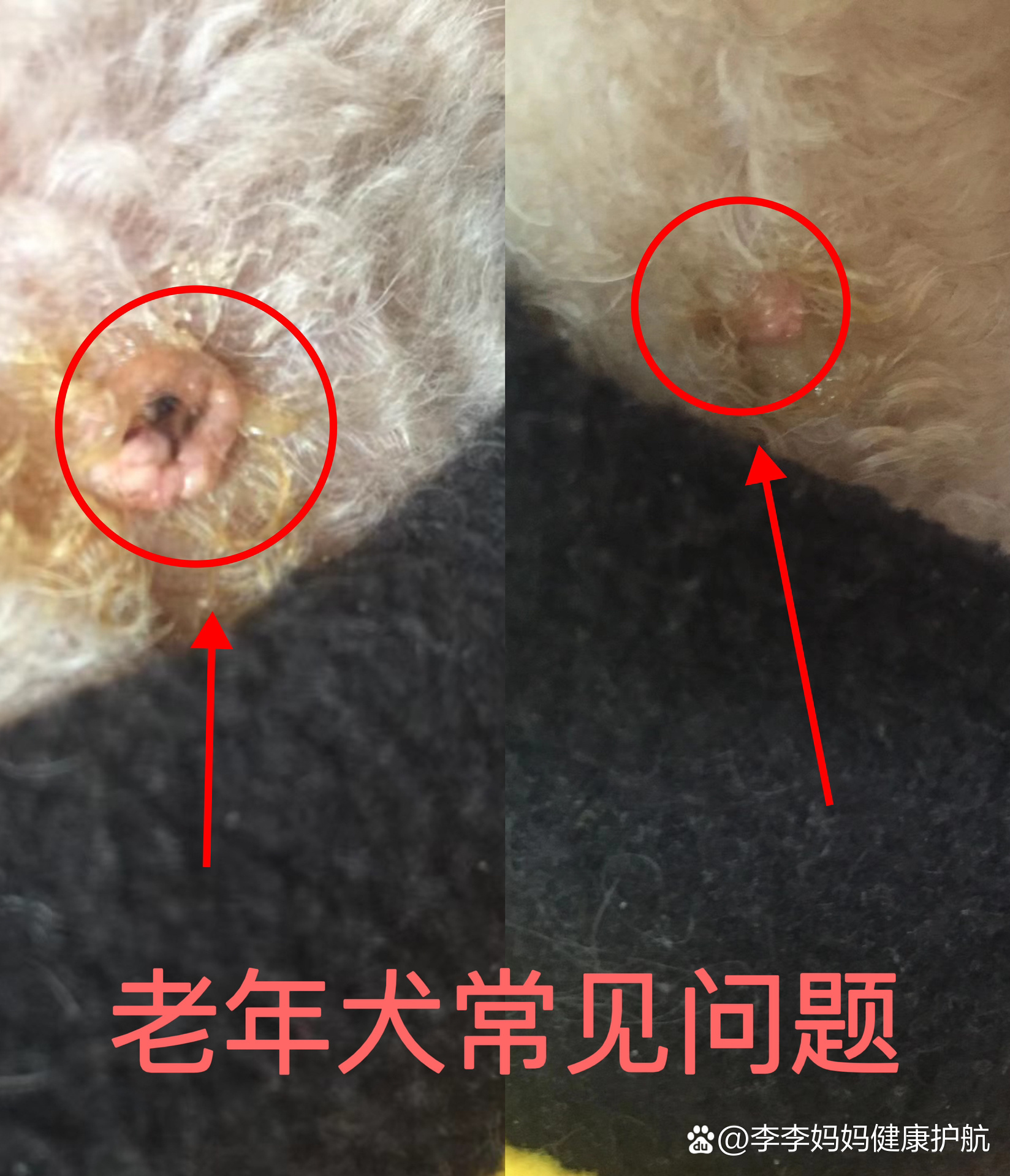 老年犬身上的"小肉瘤"不要手术!