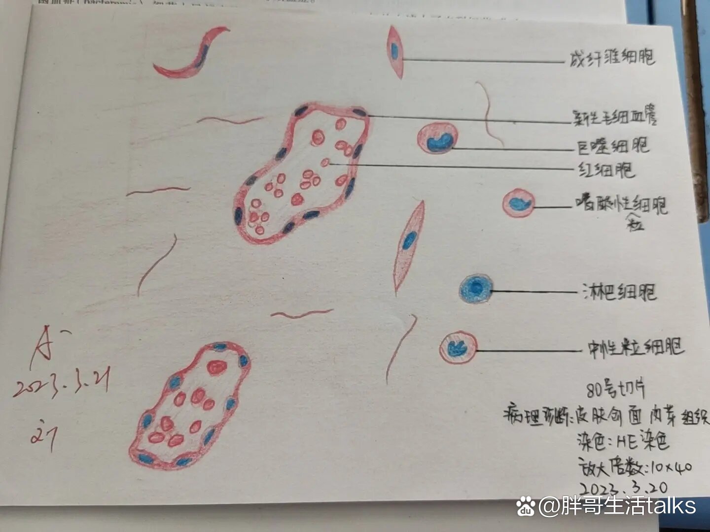 肉芽组织绘画图片