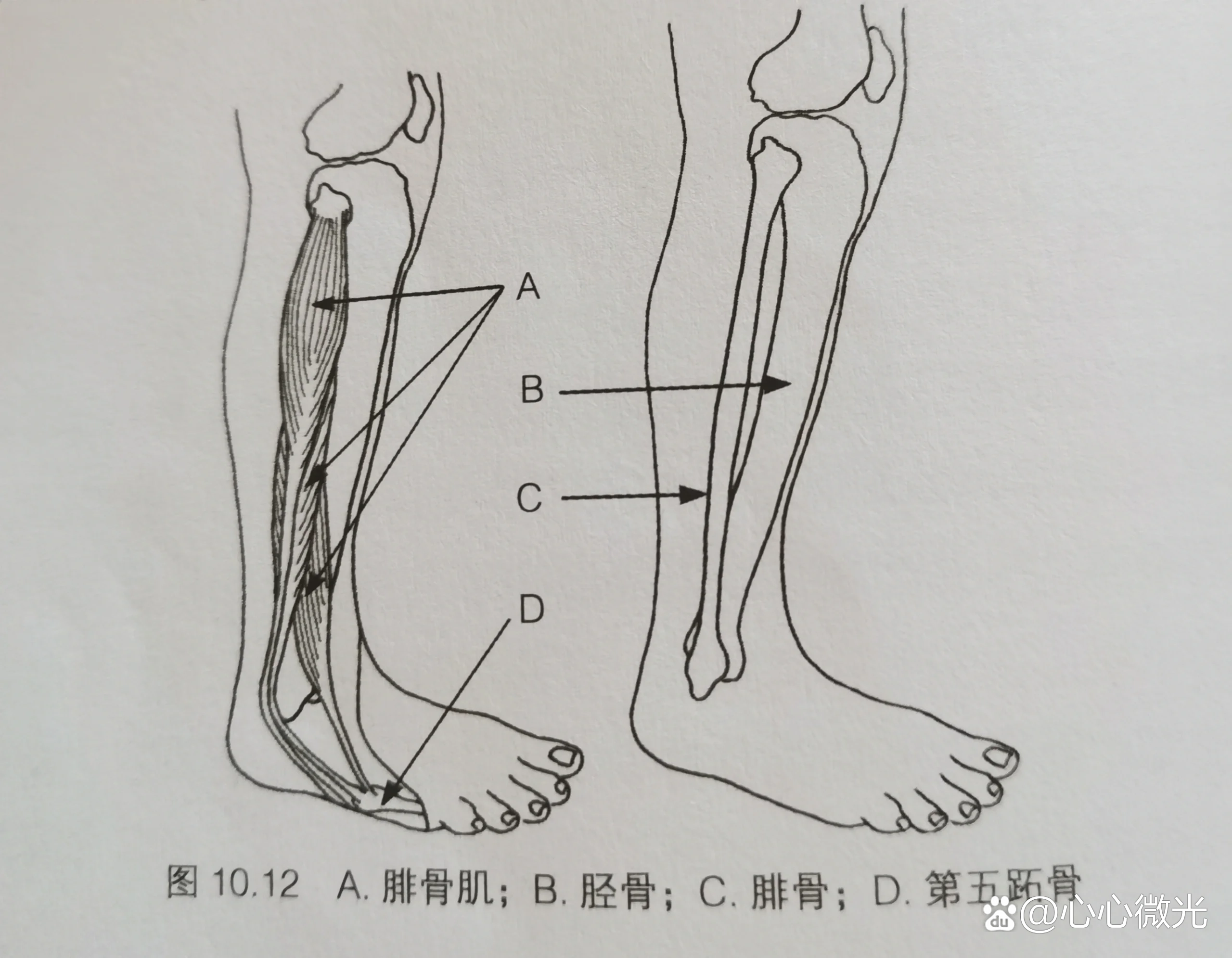 第三腓骨肌图片