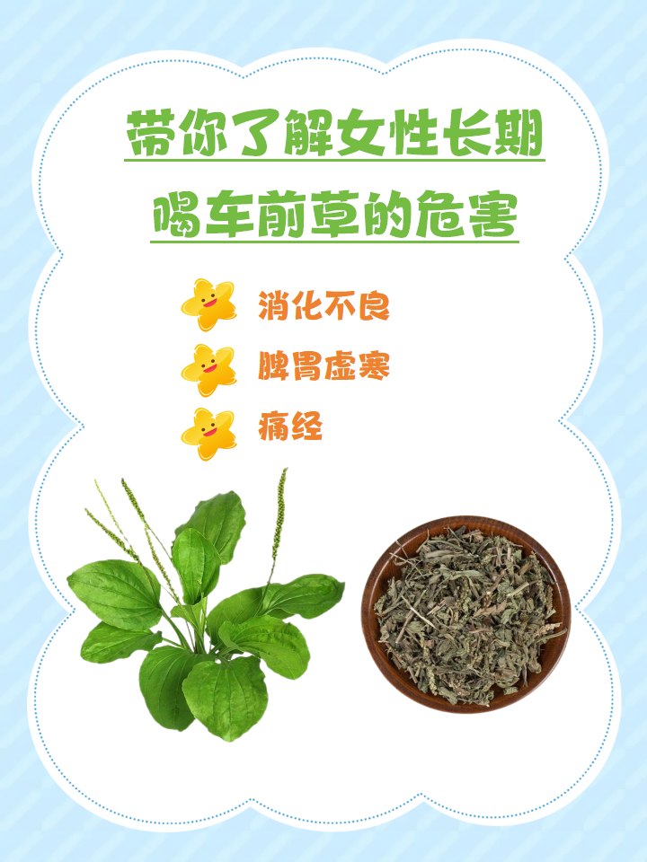 带你了解女性长期喝车前草的危害