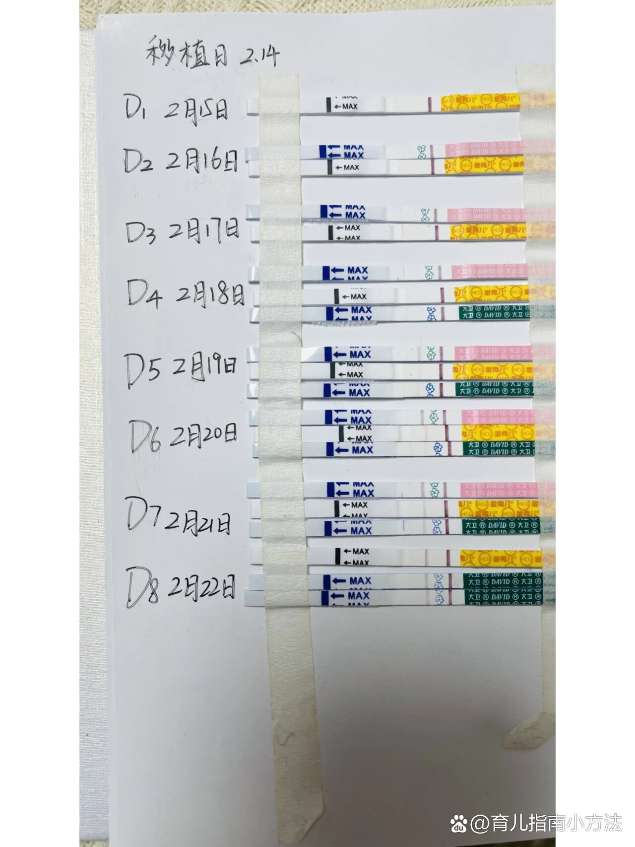 胚胎和囊胚移植哪个成功率高_胚胎和囊胚移植哪个成功率高些