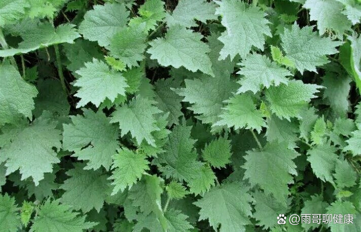 霍麻草原来也是寻麻草