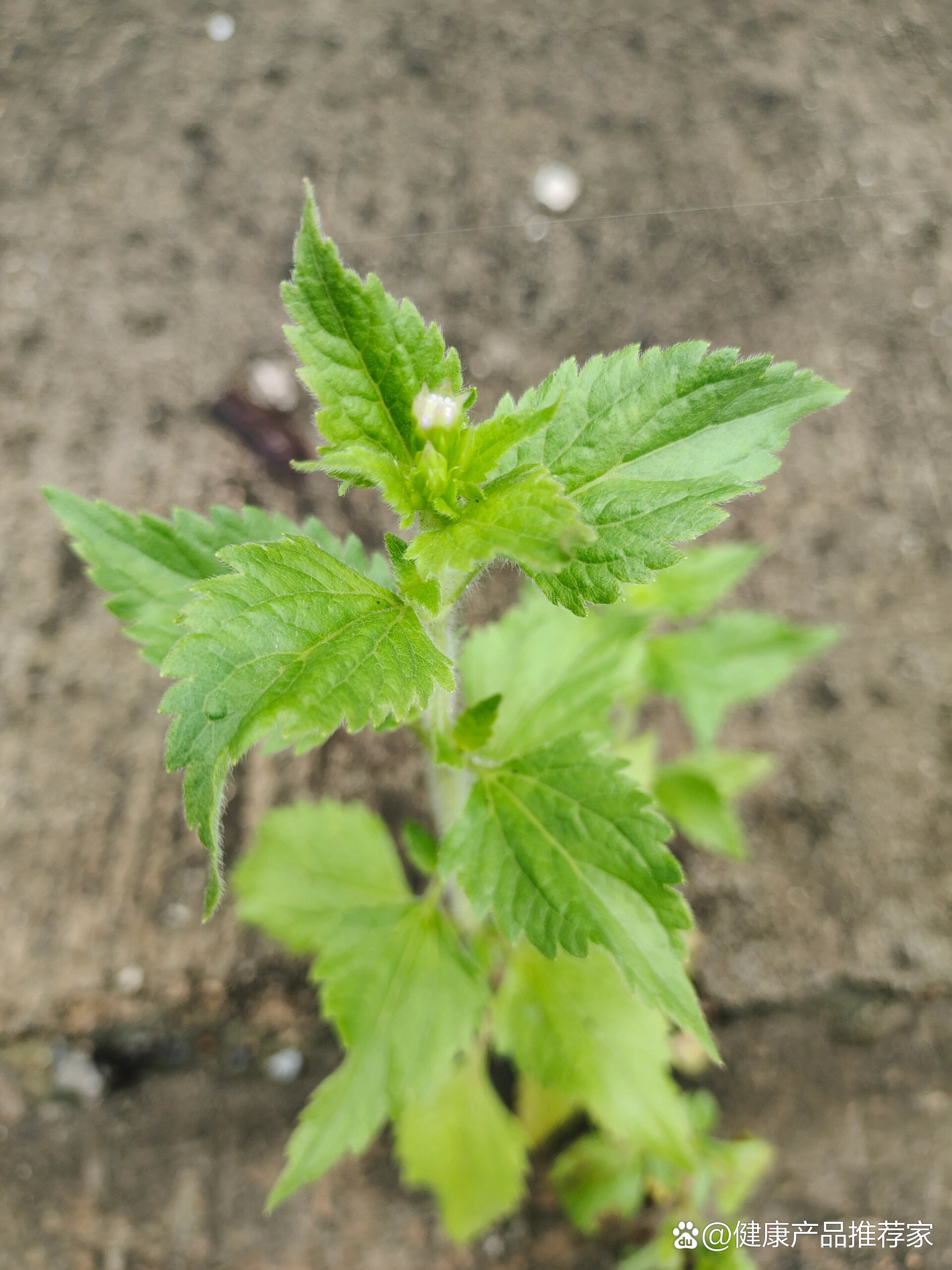 菊科假臭草属 br>91功效:清热解毒,消肿止痛 b