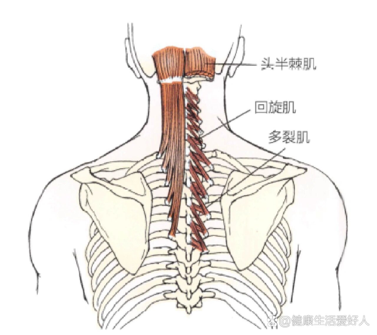 多裂肌,回旋肌:颈部后侧深层肌肉,连接椎体棘突