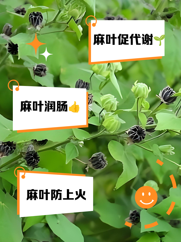 麻叶的功效和作用