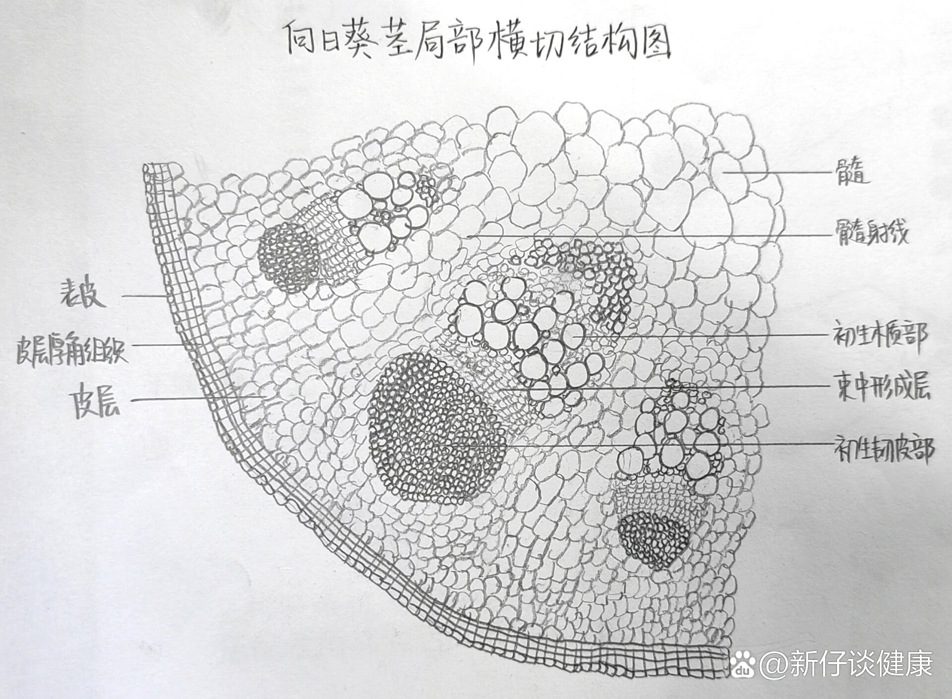 茎的结构 横切面图片