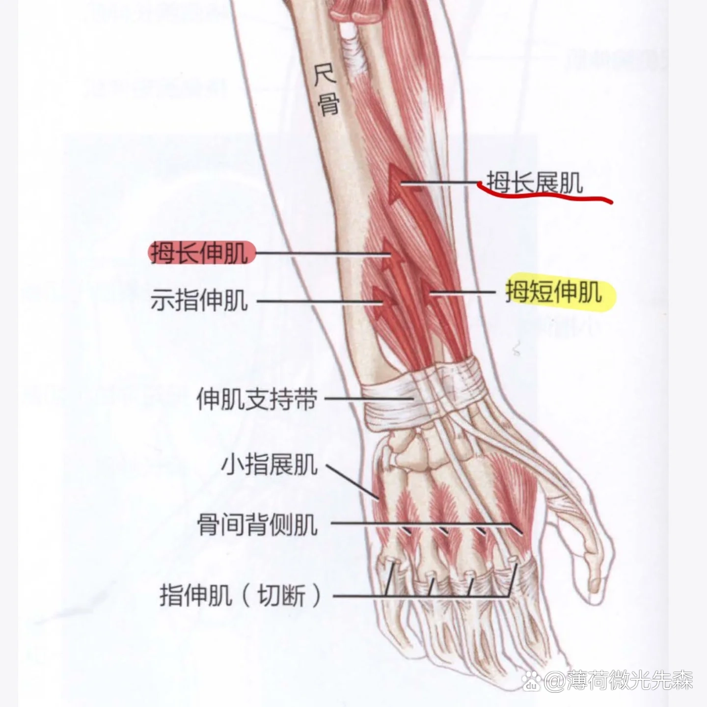 你能分得清拇指的这几根伸肌腱吗?