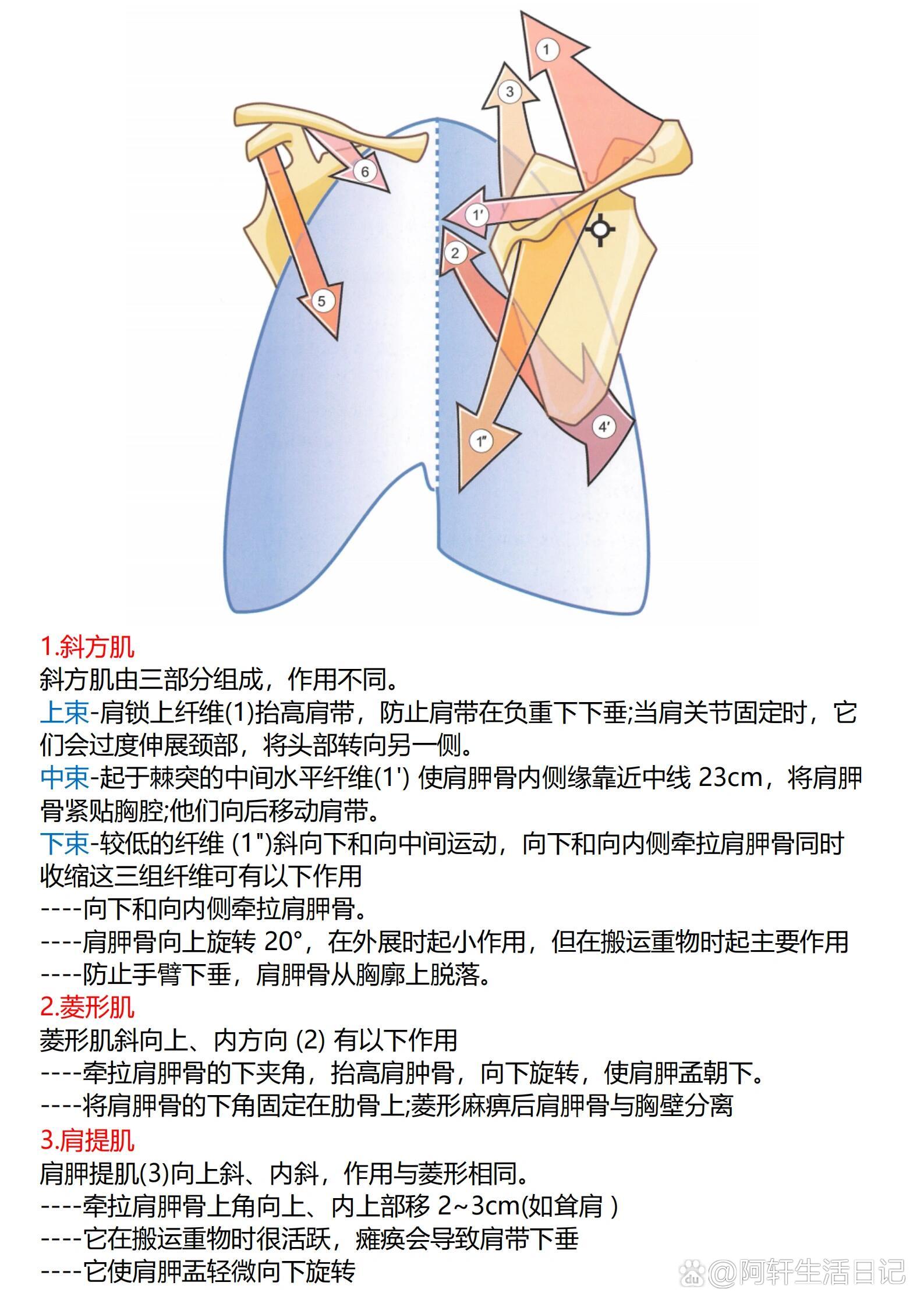 肩胛带运动肌肉包括:斜方肌,菱形肌,肩胛提肌,前锯肌,胸小肌,锁骨下肌