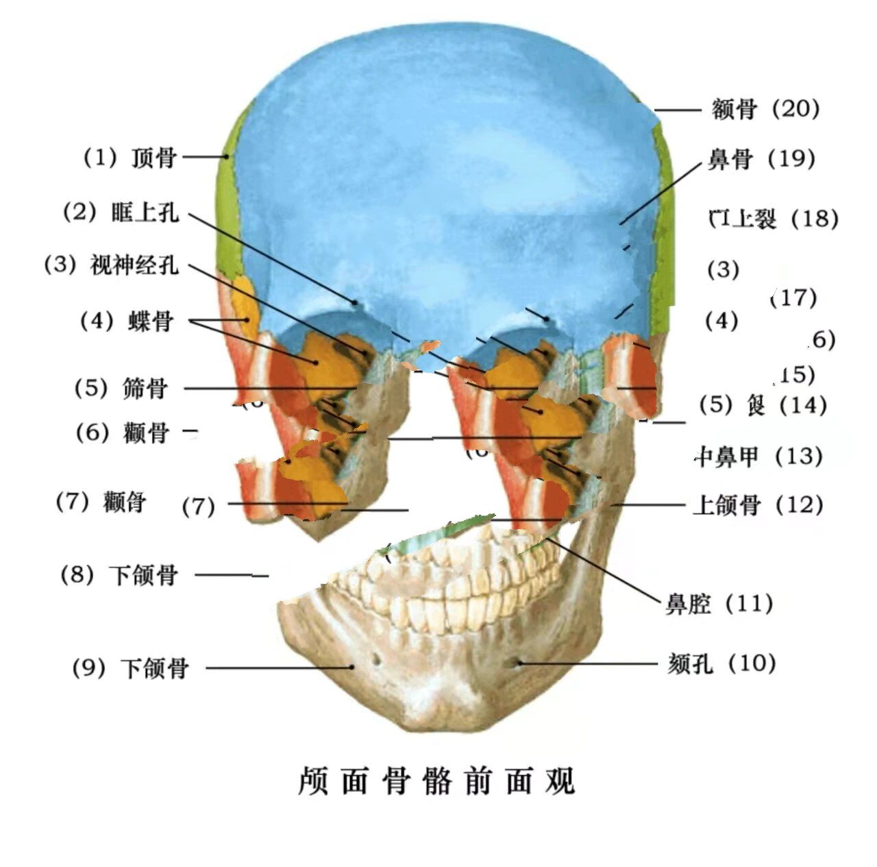 颅骨结构图解剖图高清图片