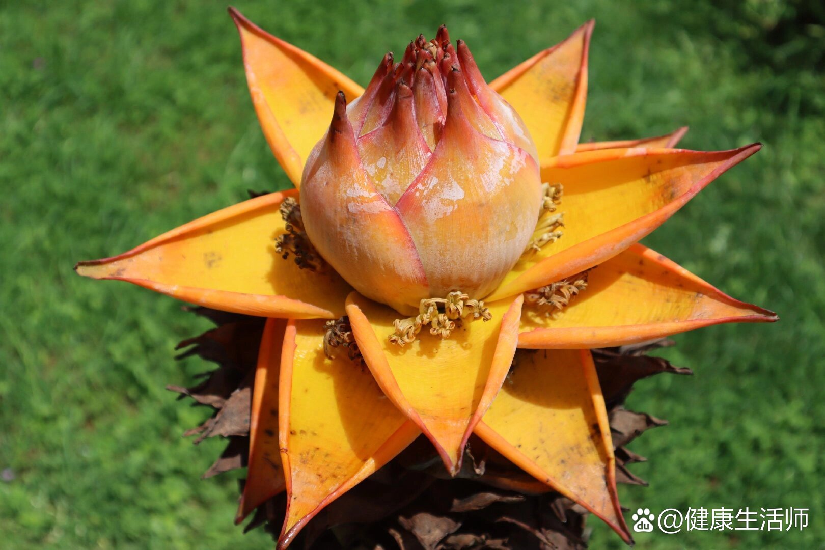 佛教圣花【地涌金莲】|步步生莲