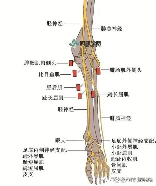 腓肠神经体表投影图片