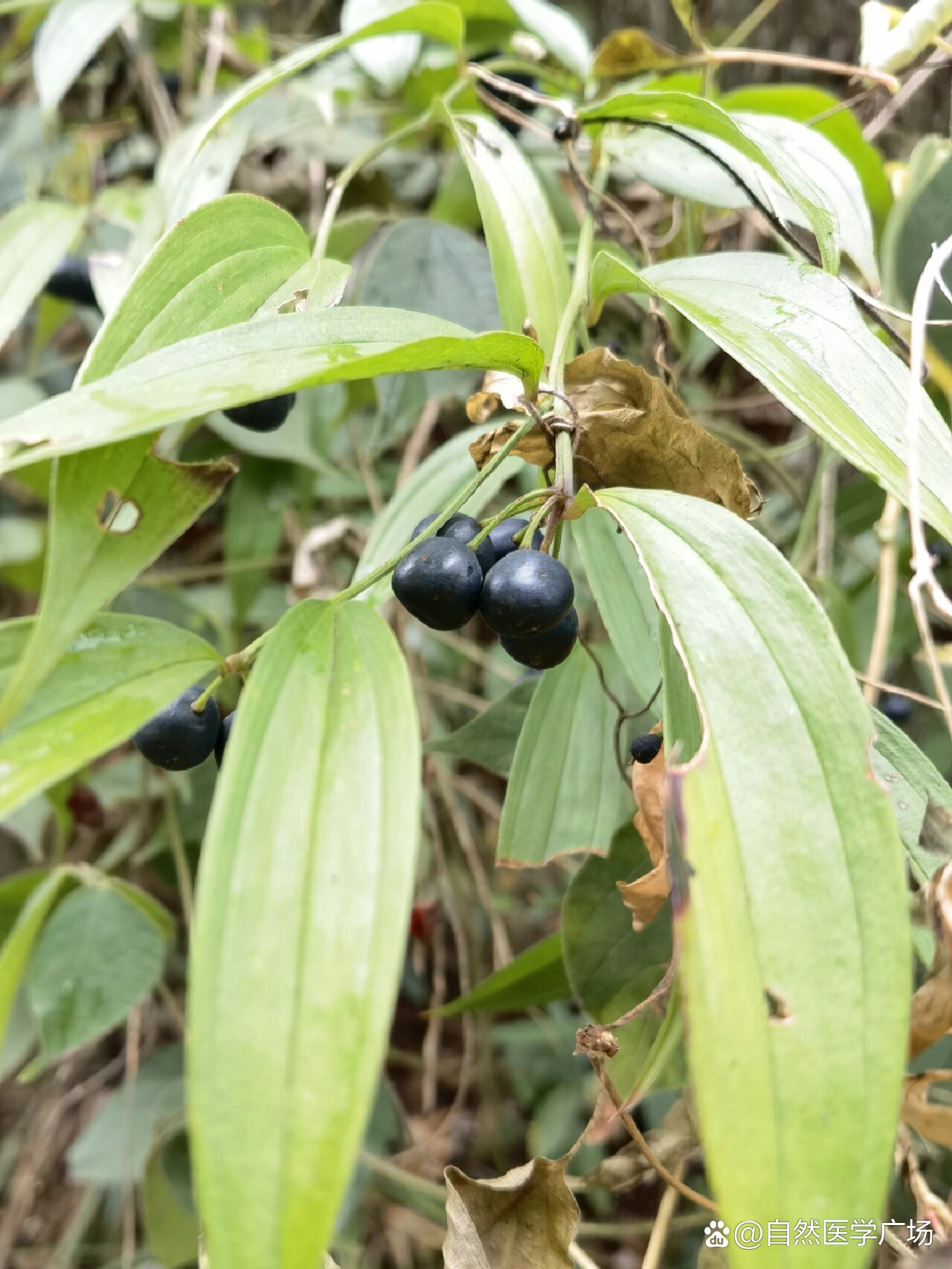 长蕊万寿竹