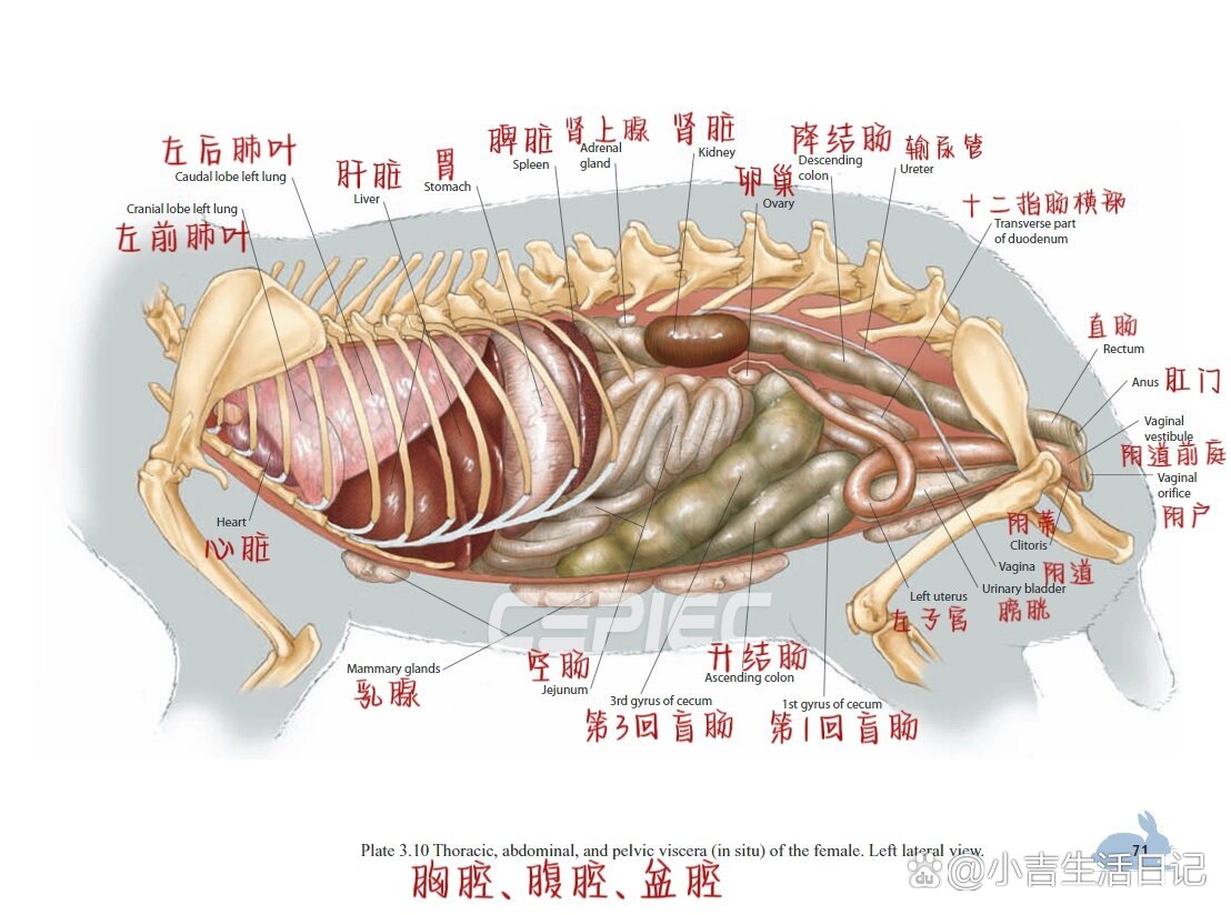 动物内脏兔子图片