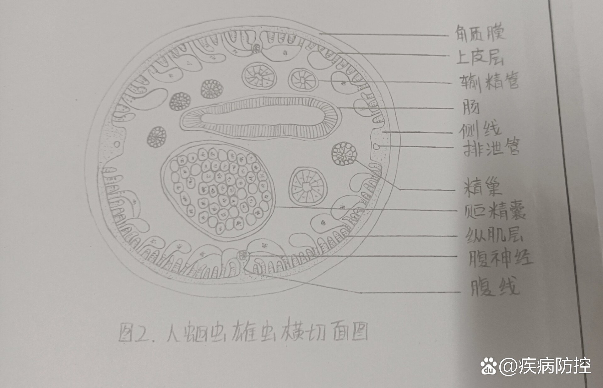 蛔虫的结构简图图片