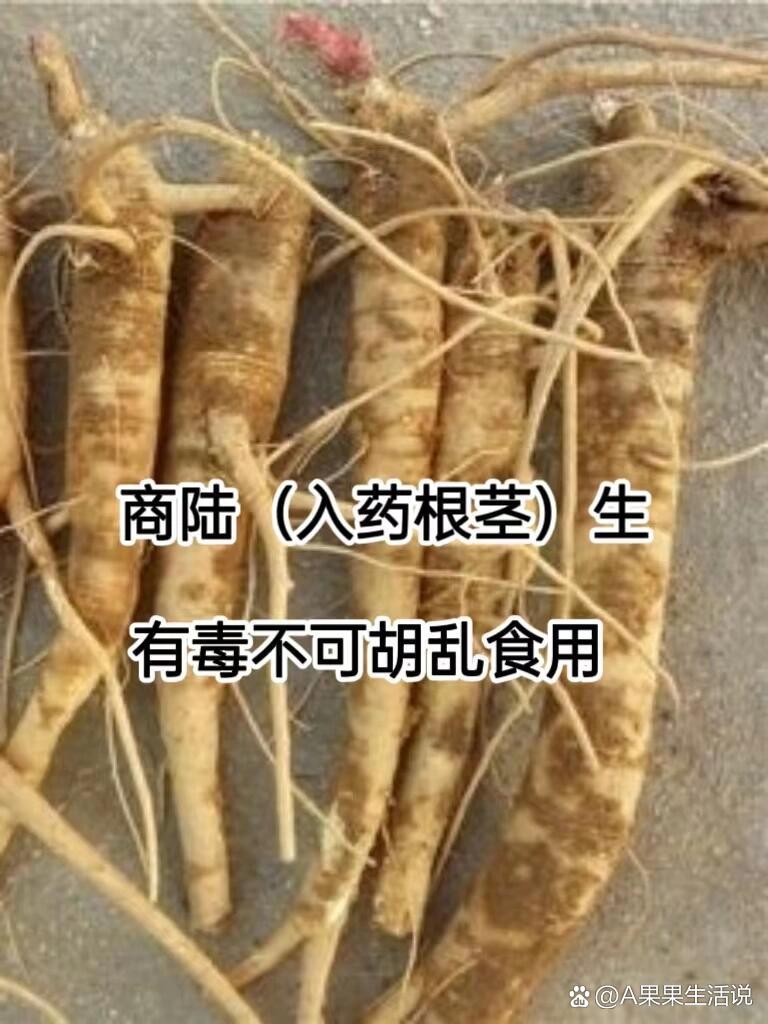 科普中91药 商陆 一味泻下92