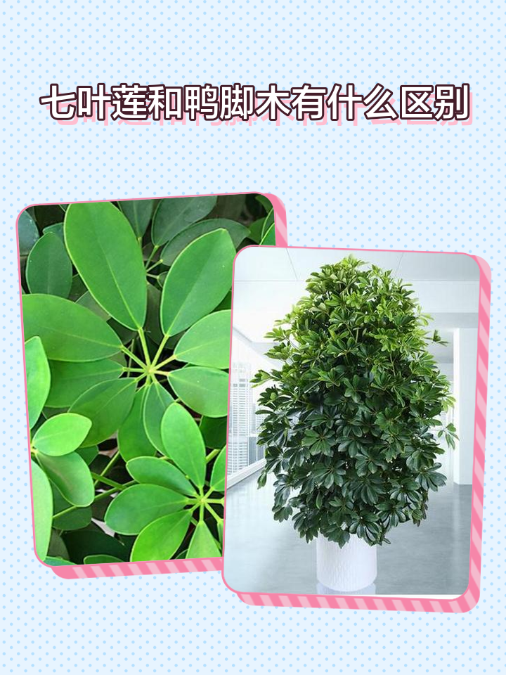 七叶莲和鸭脚木有什么区别
