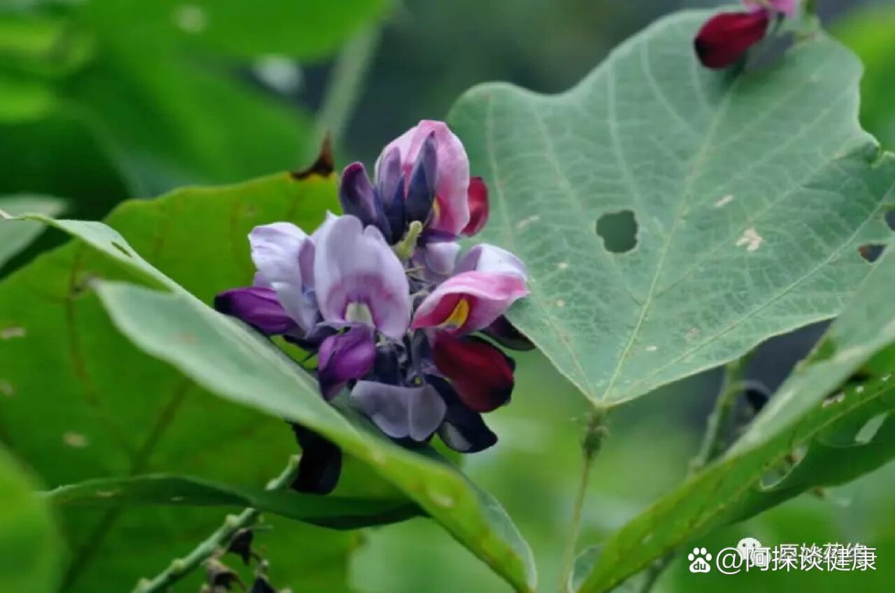 专治颈椎病的农村草药图片