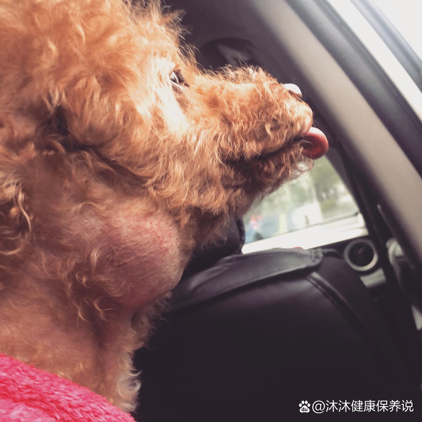 狗唾液腺/颌下腺囊肿