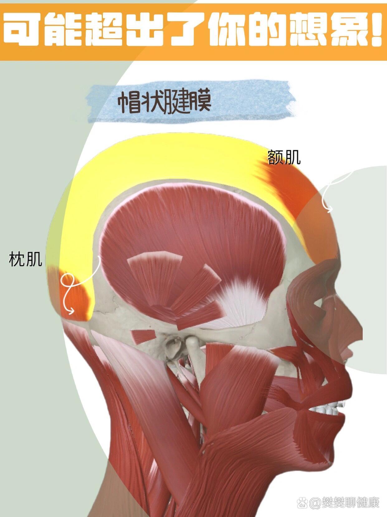 关于【帽状腱膜】【二】可能超出了你的想象