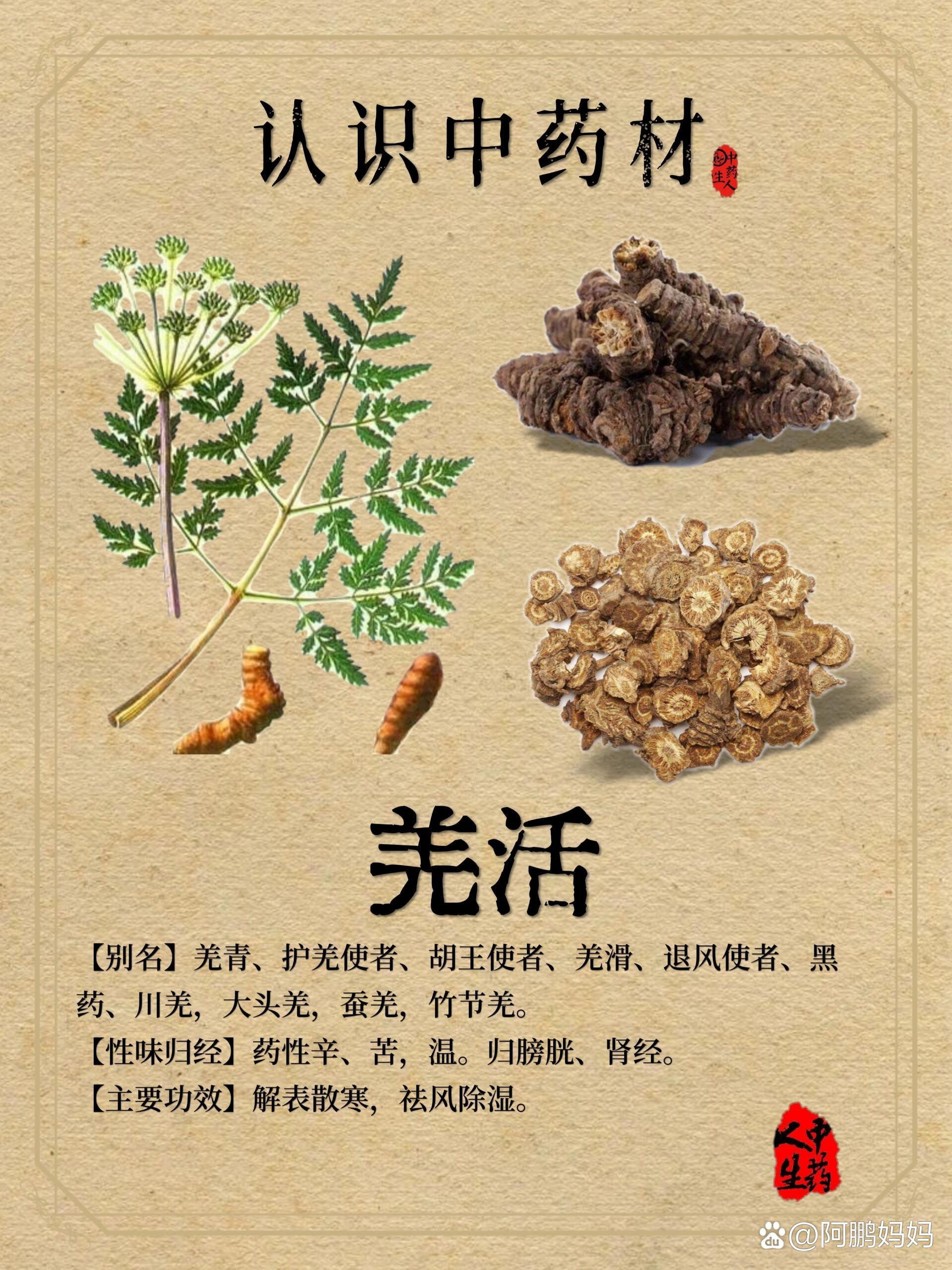 羌活用量图片