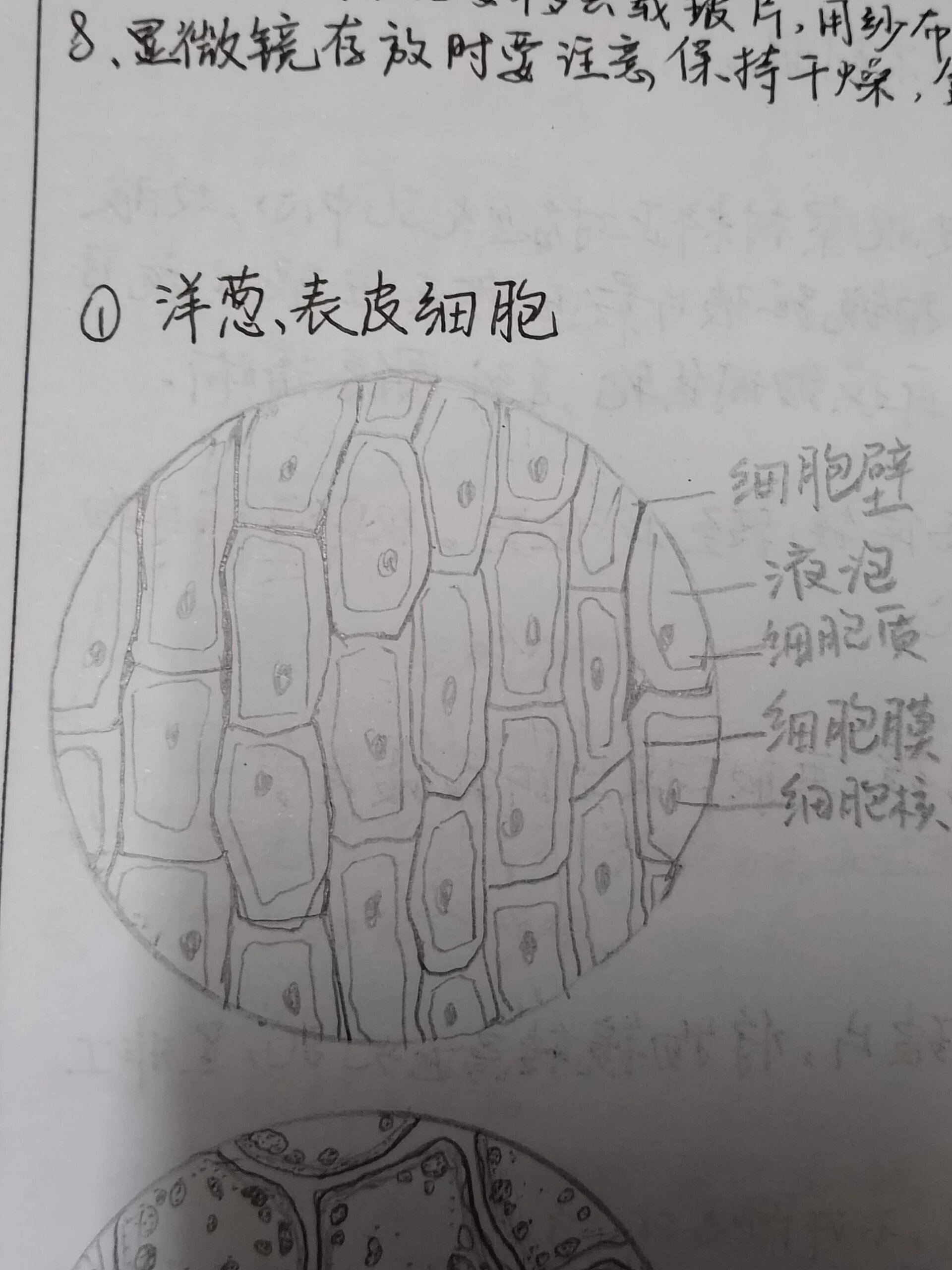 植物的叶绿体和白色提