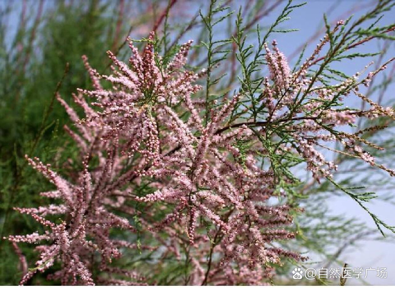 看故事学中药(西河柳)