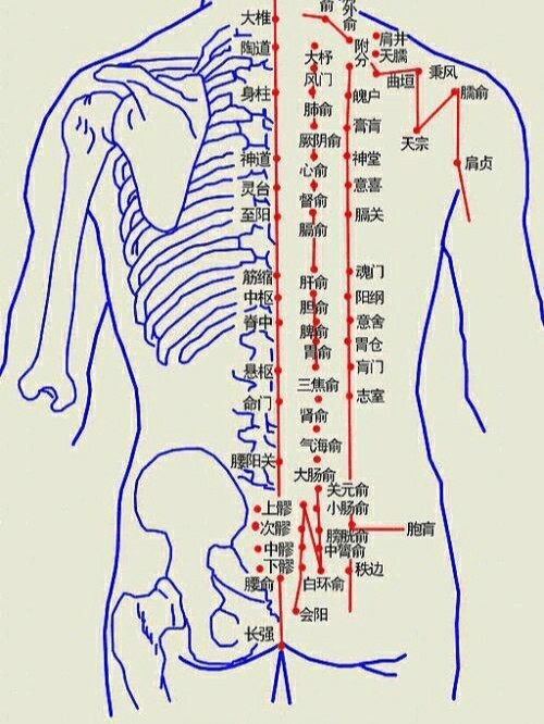 膀胱经巡行图图片