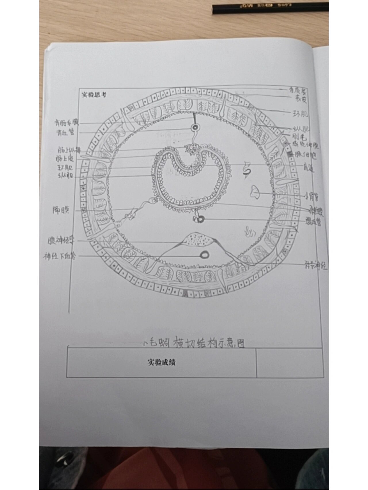 环毛蚓横切手绘图