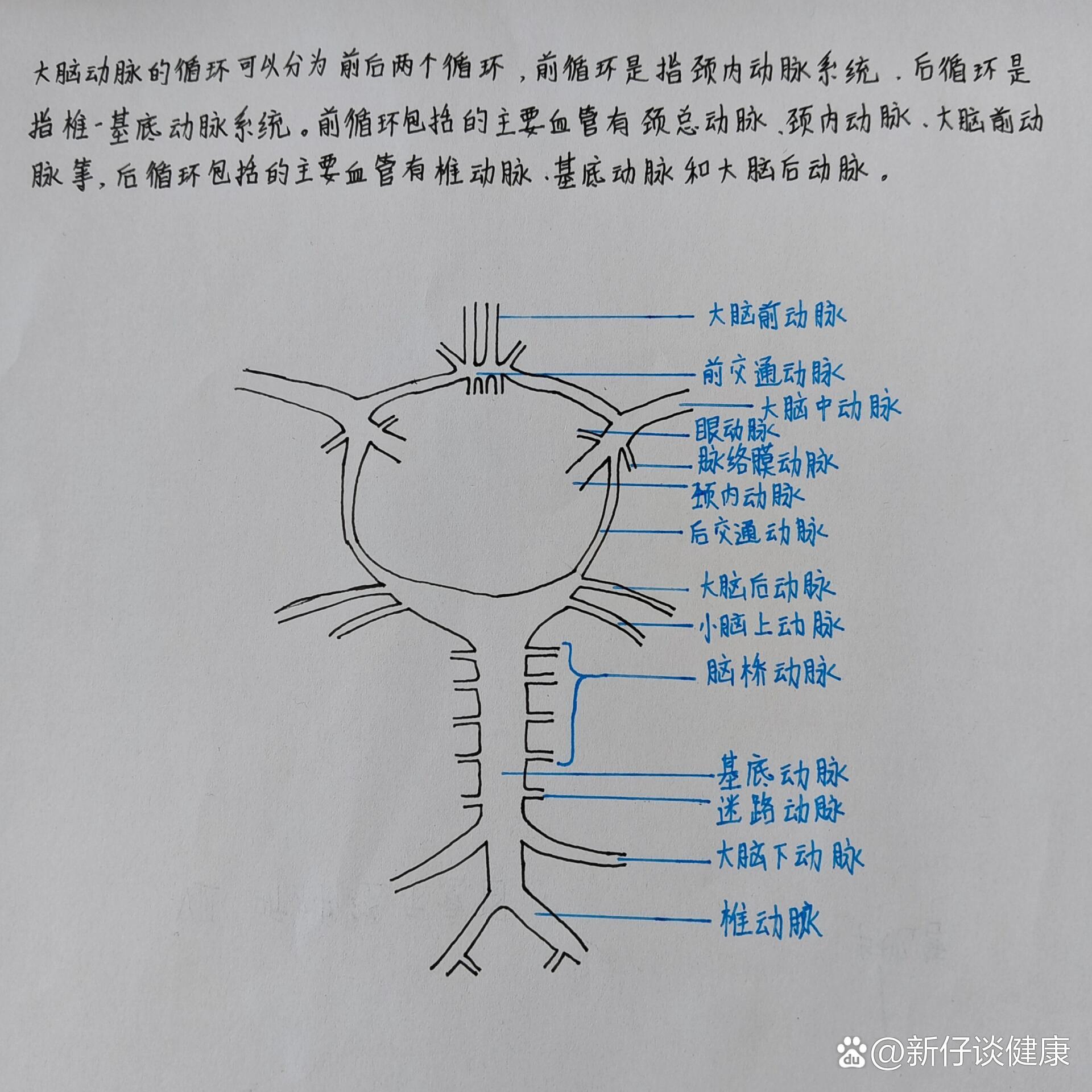 脑前后循环动脉绘图