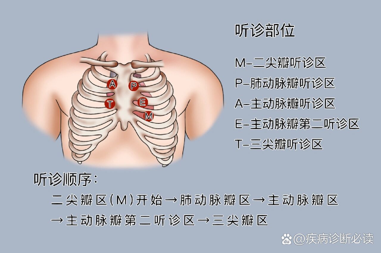 心脏听诊位置