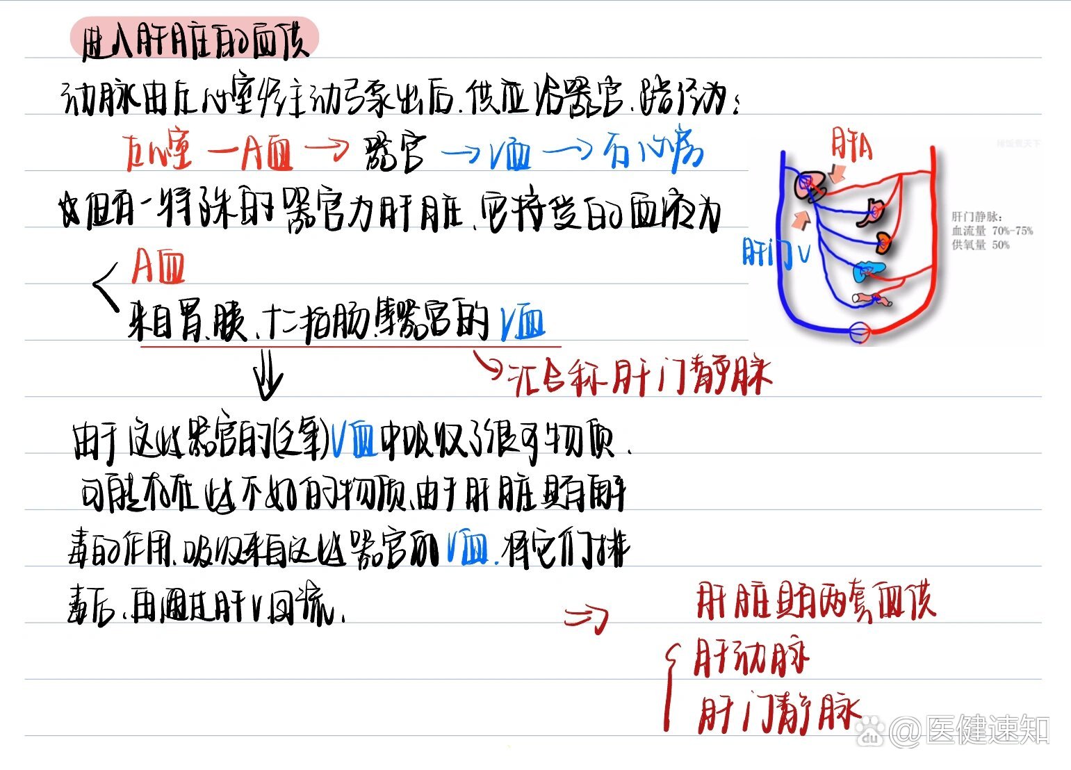 具有双血供肝脏的血液来源