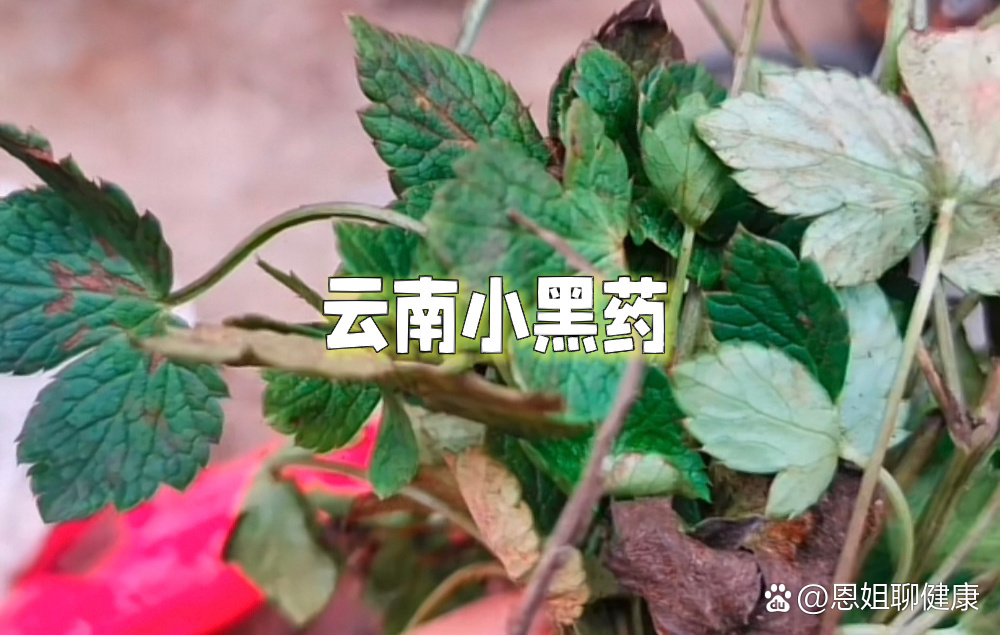 云南小黑药,别名叶三七川滇变豆菜,你见过吗