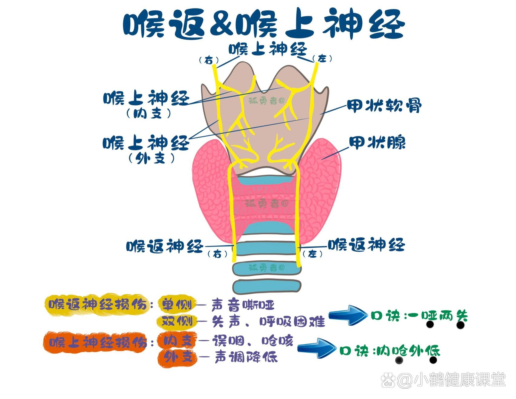 喉上神经&喉返神经