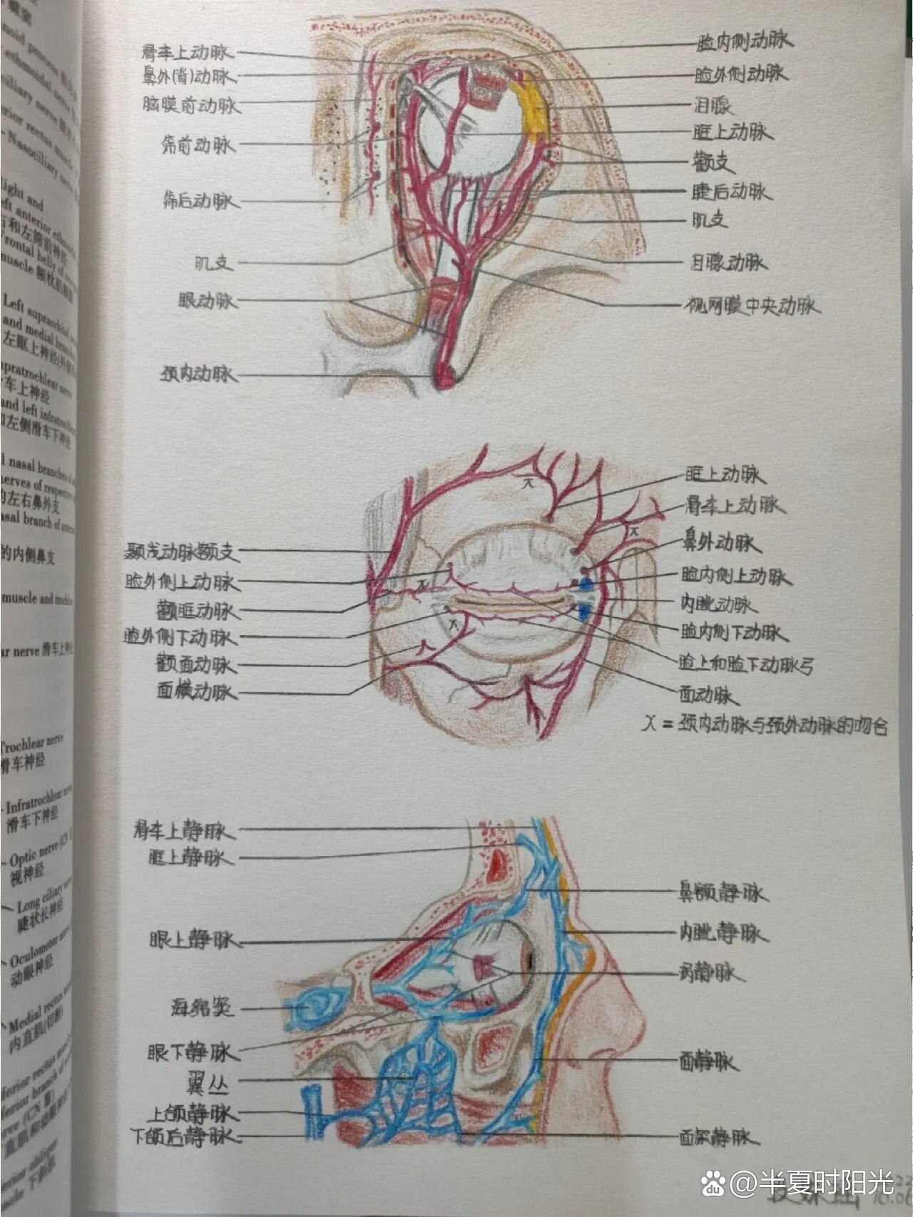 一些绘图|眶与眼睑的动脉和静脉