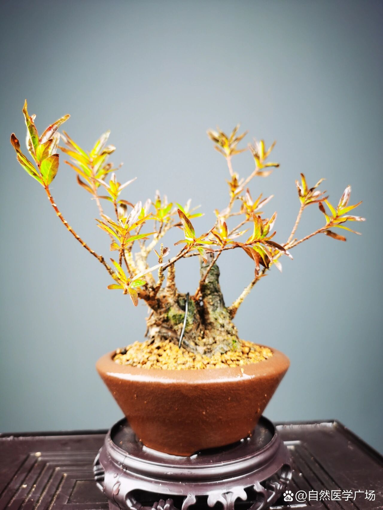 好看的水杨梅盆景